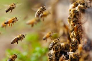 В Днепре рой пчел напал на людей и загрыз пенсионера